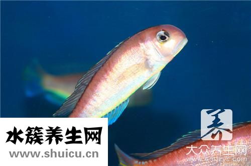 柴火鱼