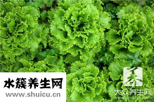 长叶莴苣