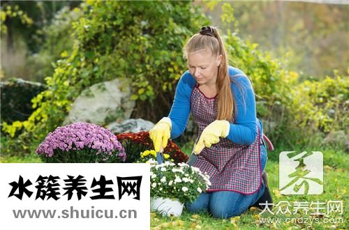 金银花菊花茶