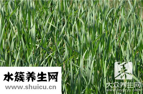 蒲公英泡水喝