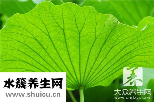 冬瓜荷叶茶正确喝法