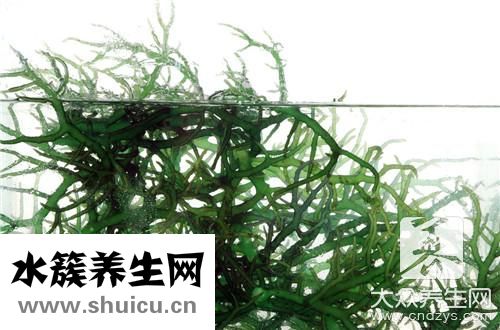 海藻油dha