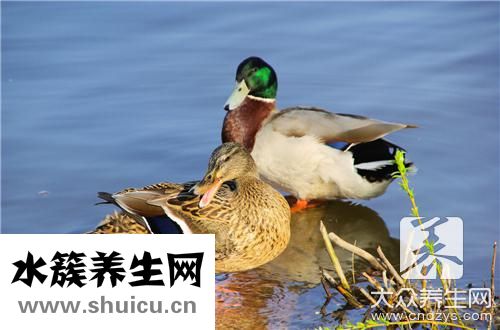 凉拌鸭肠