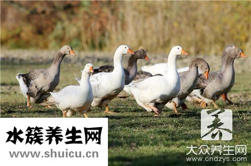 麻辣鸭肠