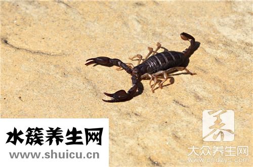蝎子好处和坏处