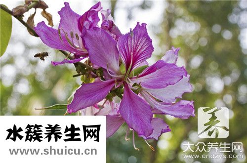 紫花苜蓿功效与作用