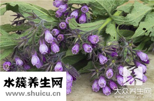 紫花苜蓿功效与作用