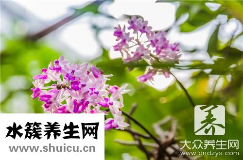 什么花可以