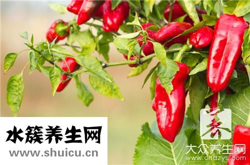 酱焖青椒