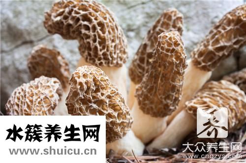 白参菌