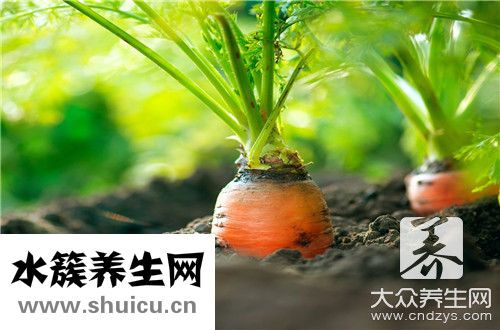 孕妇可以蔬菜列表