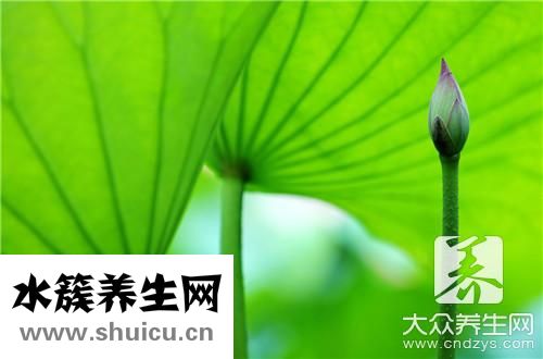 荷叶包