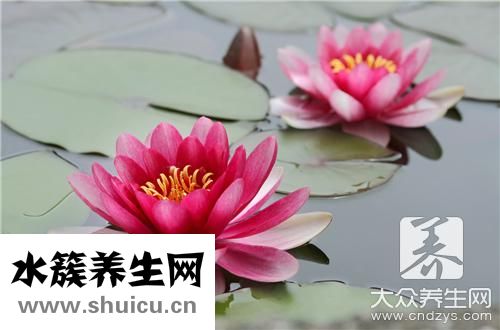 荷叶包