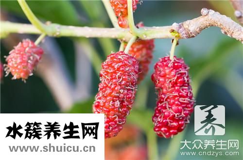 桑葚醋