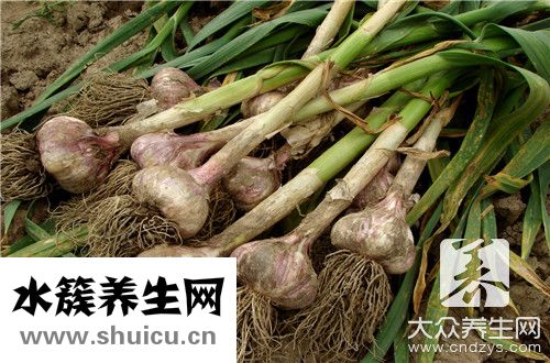 大蒜变绿
