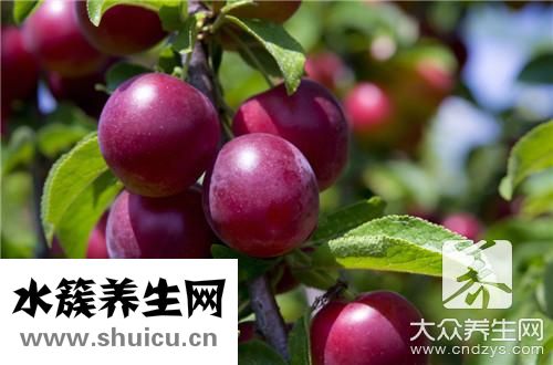 酵素梅子