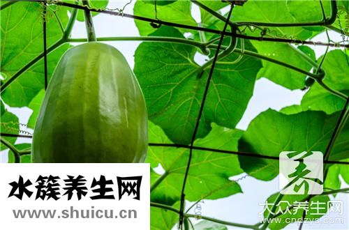 冬瓜瘦肉汤