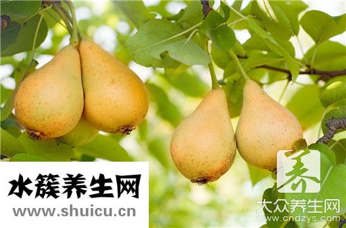 冰糖雪梨炖多久