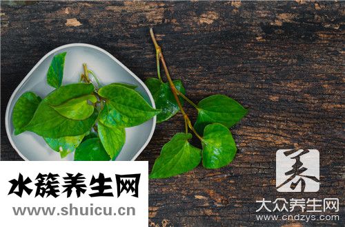 狗腥草