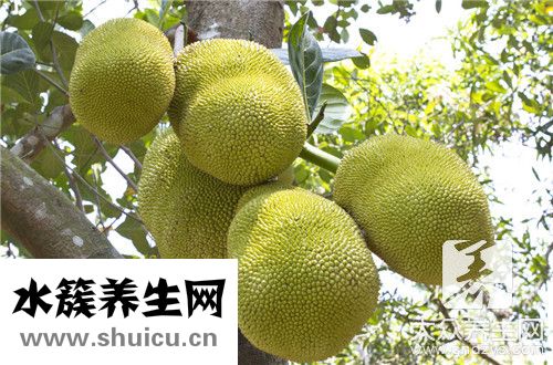 菠萝蜜品种