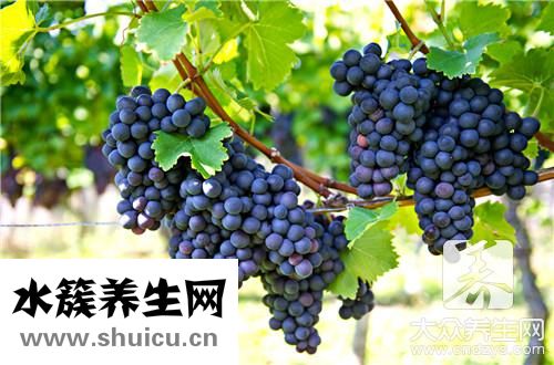葡萄干