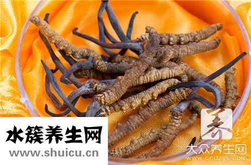 虫草蝙蝠蛾