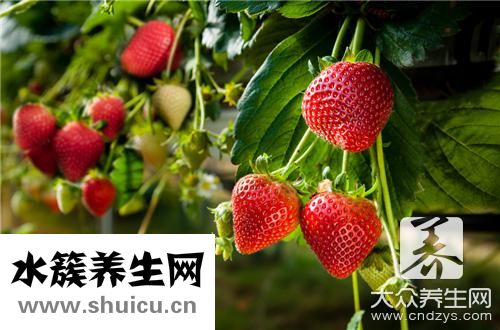 奶油草莓
