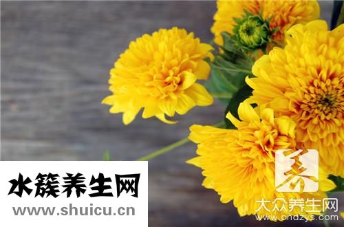 菊花泡枸杞