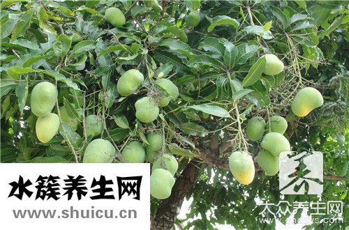 芒果减肥法