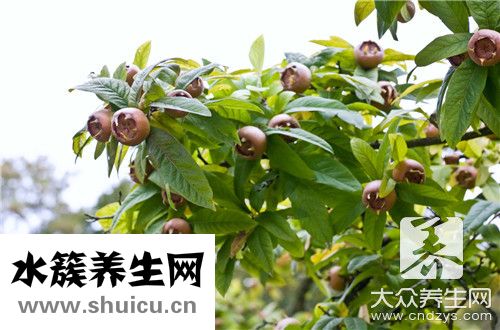 五味子功效