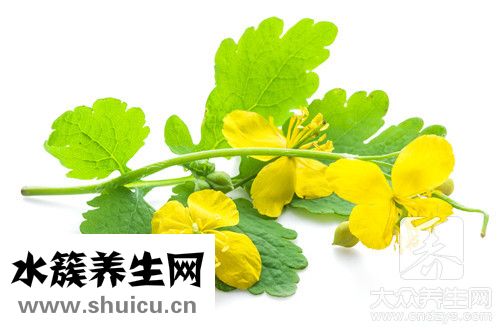 香椿害处