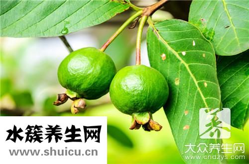 台湾芭乐