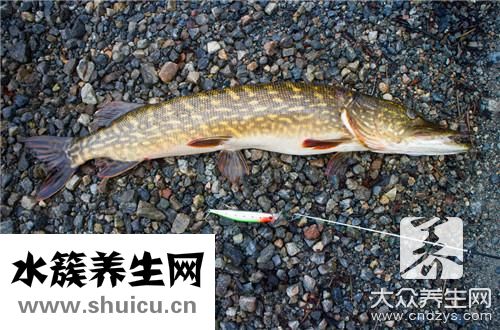 红烧泥鳅最正宗法