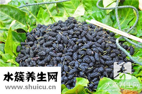 桑树叶泡水喝注意