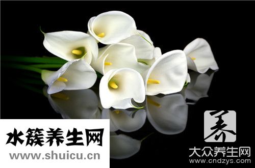 鲜百合哪些人不能
