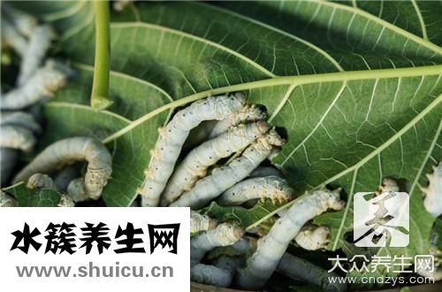 桑树叶泡水喝注意