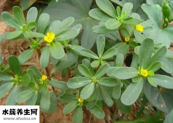 子叶的作用（子叶的药用价值有哪些）