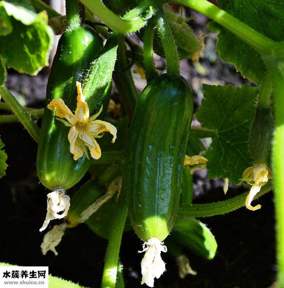黄瓜汁怎么榨好喝（鲜榨黄瓜汁的做法）