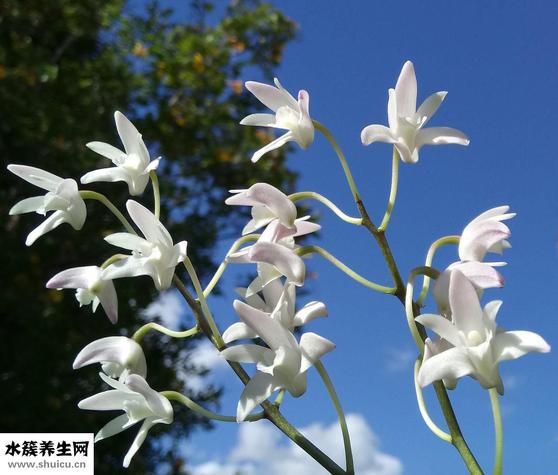 石斛怎么泡（石斛怎么泡水喝）