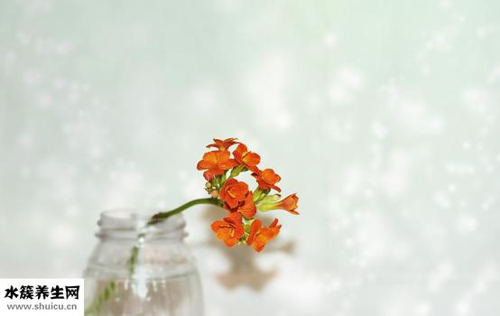 扁平疣的危害（扁平疣的危害都有哪些呢）