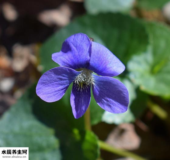 11个月宝宝（11个月宝宝消化不良怎么办）