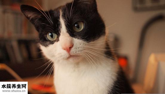 猫肉能吃吗（猫可以吃猫肉吗）