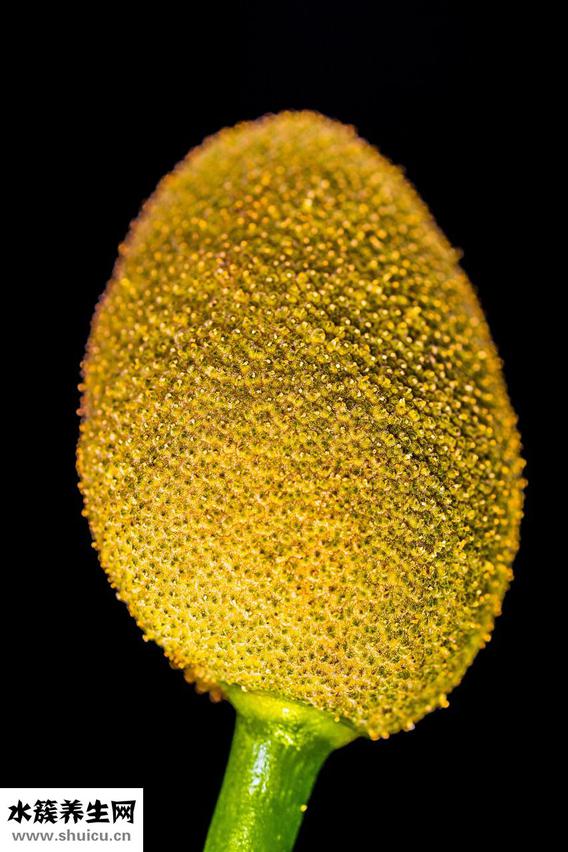 菠萝蜜的营养（菠萝蜜怎么吃有营养）