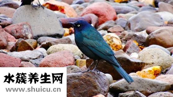 感冒闻不到味道（感冒有哪些症状）