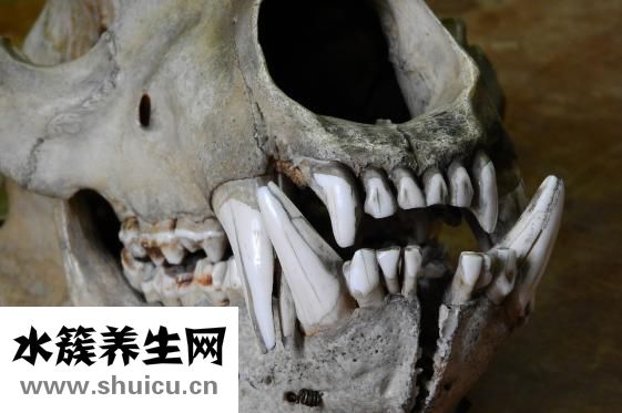 颈部解剖结构图解（颈部解剖图片）