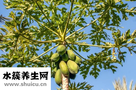 木瓜炖排骨（木瓜炖排骨的做法）