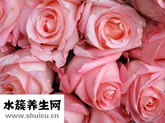 营养液的使用方法（营养液的作用与功效）