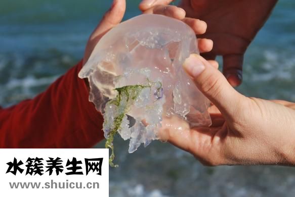 对肺好的食物（白开肺好还是百合好）