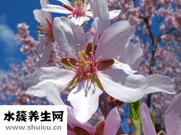 孕妇可以吃蒜么