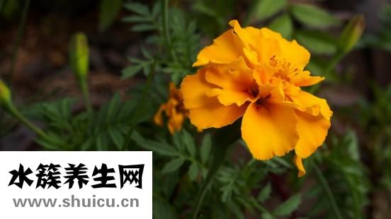 嗜酸性粒细胞偏高